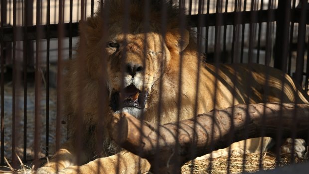 One of the lions who is missing an eye, lies inside a cage at a temporary refuge on the outskirts of Lima, Peru.