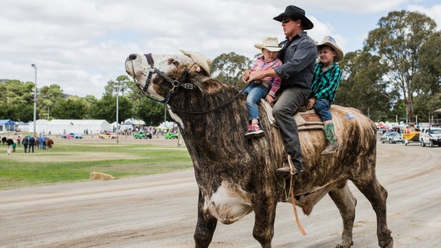 Giant bullock Jigsaw was ridden into Canberra by his guitar playing owner, Lachie Cossor.