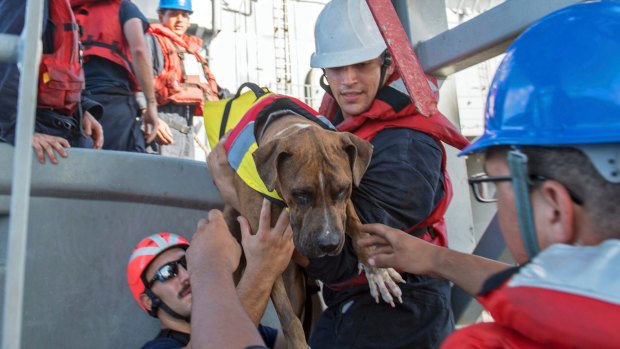 USS Ashland sailors help Zeus, one of two dogs who were accompanying two women who were rescued.