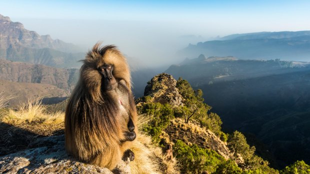 Male Gelada sitting on a cliff, Simien Mountains National Park.