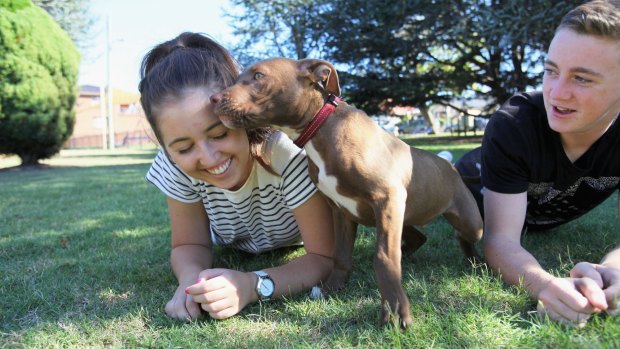 Popular pup: Siblings Jerri, 17, and Chris, 14, with their rescue dog Charlie, a four-month-old staffy.