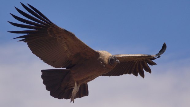 Majestic: Andean condor.