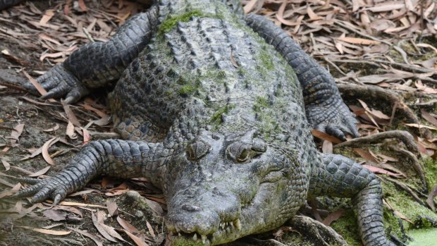 Crocodile safaris could be an employment boon for Indigenous communities in Queensland.