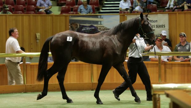 NZB is banking on its staying stallions to win over the international buyers at Karaka.