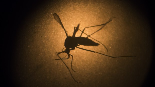 Only a few species of mosquito are able to transmit the Zika virus.