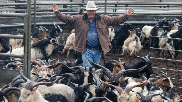 Bourke goat farmer Robbie Newton herds wild goats ready for market. 