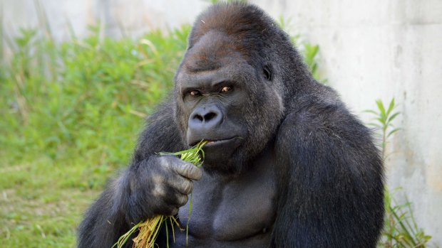 Giant male gorilla Shabani, weighing around 180kg, at the Higashiyama Zoo.