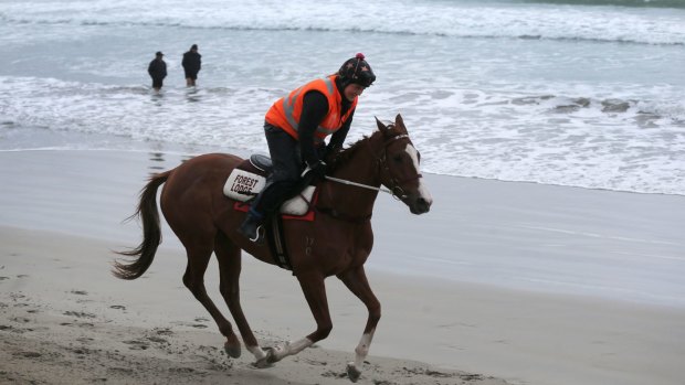 Crest of a wave: Strapper Maddi Raymond works Caulfield Cup hopeful Real Love  at Lady Bay beach.