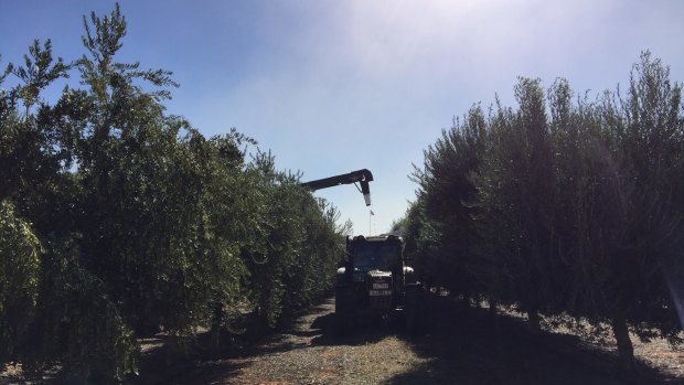 At Cobram Estate groves, freshly-picked olives must be sent to the processing plant in two hours to maintain quality.