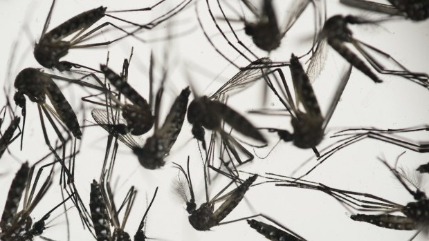 A Townsville woman tested positive for Zika virus after returning from a Pacific island.