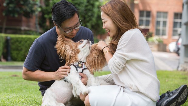 Ken and Cindy Ting with Prince, a  Cavalier King Charles, who had a $50,000 lifesaving operation to repair his mitral valve.