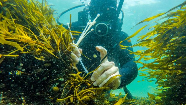 A UNSW researcher plants crayweed off the coast near Malabar.