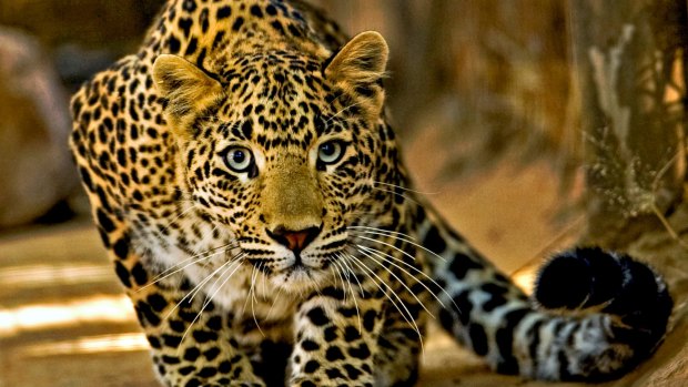 To the death: A 56-year-old Indian villager used farming tools to fight a leopard which attacked her in the northern state of Uttarakhand.