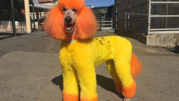 Brie, the multi-coloured poodle.