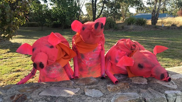 These three little pigs were spotted in Collector this week. 