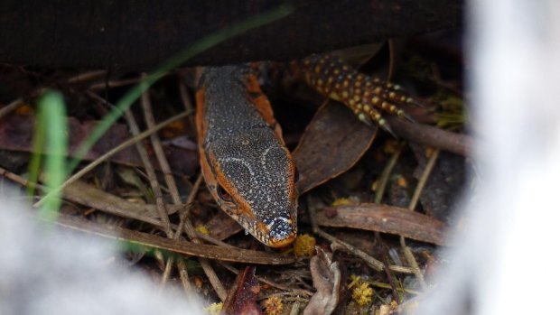 A Rosenberg's monitor on Mt Ainslie. 