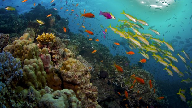 Nutrient and sediment runoff, exacerbated by land clearing, is one of the major ongoing threats to the Great Barrier Reef.