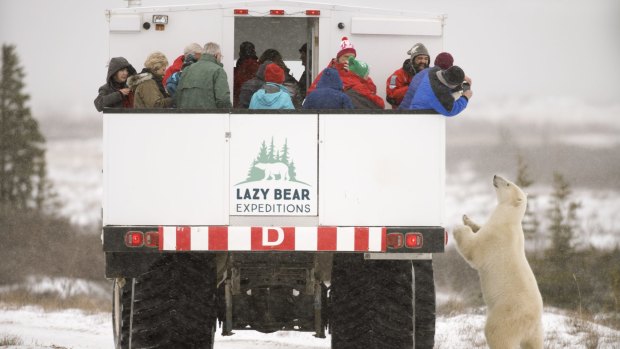 Lazy Bear's tour company Lazy Bear Expeditions gets you out and about seeing the real thing.