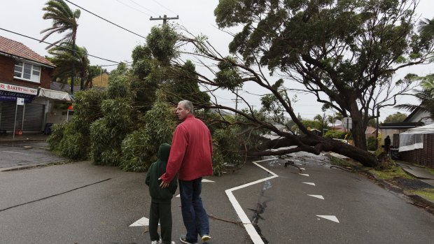 Tree down at Curl Curl after severe winds. 