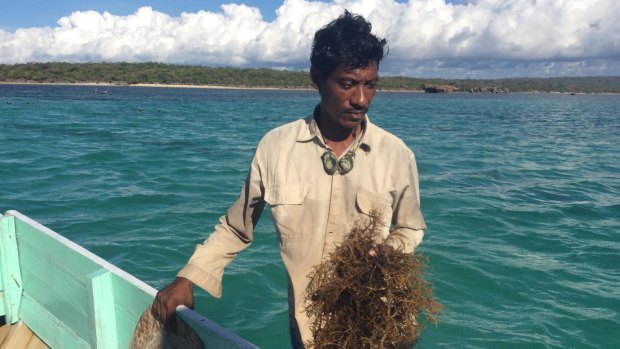 Rote seaweed farmer Nikodemus Manefa says the seaweed turned white and fell off the string. 