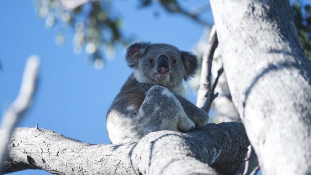 Out on a limb: Koala in the Moree region of NSW where land clearing is having a devastating impact on wildlife.