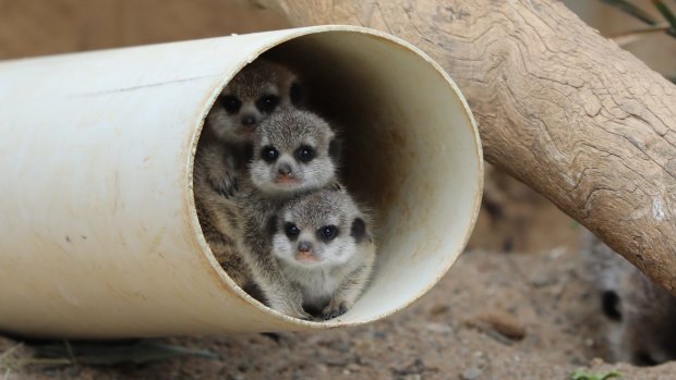 The National Zoo & Aquarium in Canberra is celebrating the arrival of three adorable meerkat pups.