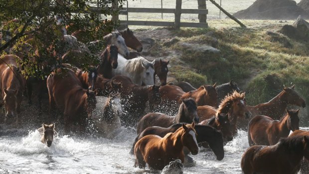 Running of the Horses a Glenworth Valley in 2015.