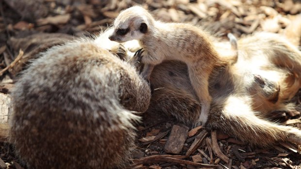 The meerkat pups romp with their parents at Melbourne Zoo,