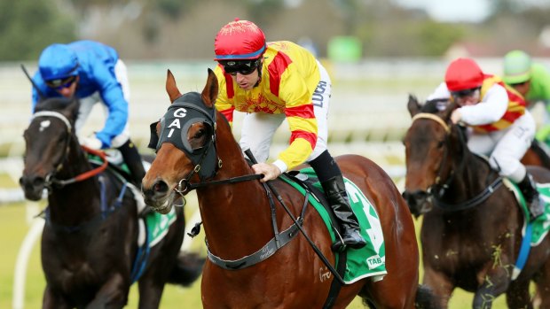 Potential: Black-type success for the new partnership could start at Randwick with Thronum.