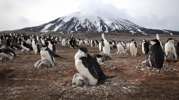Chinstrap penguins and their chicks cover the slope of Zavodovski Island, an active volcano in the Southern Ocean on 