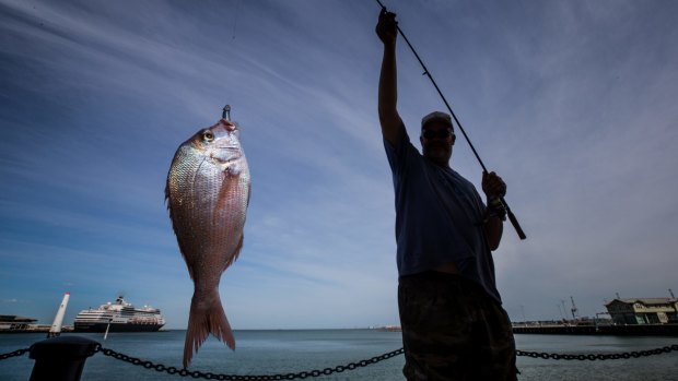 Fish stocks in Port Phillip Bay are booming after a ban on net fishing was put in place. 