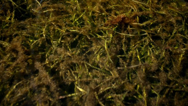 Seaweed could be used to absorb CO₂ efficiently and on a large scale.


