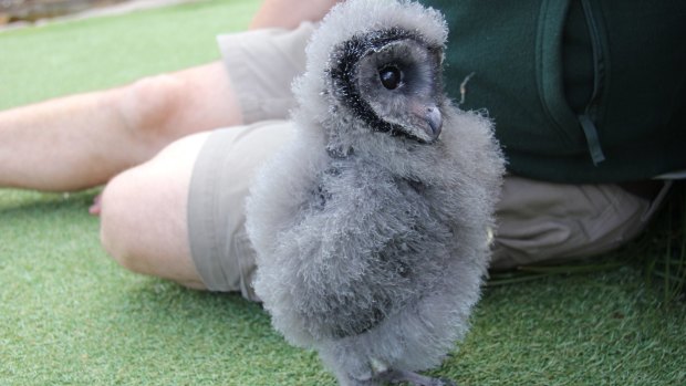 Bemused: Lesser sooty owl chick Griffin with Taronga Zoo's bird show supervisor Matt Kettle..