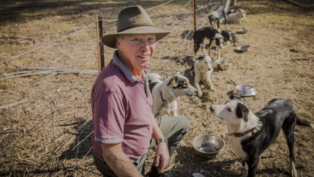 Peter Oxley, of Orange, with some of his dogs at the national sheep dog trials at Hall.