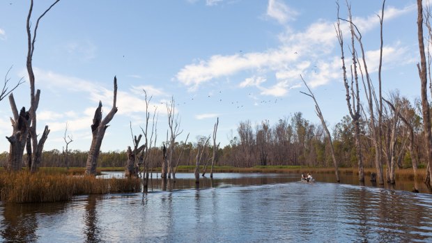 The Murray River is surrounded by red gums.