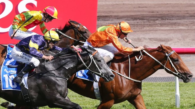 Straight shooter: Terravista wins the Darley Classic four years ago but is still at the top of the sprinting ranks heading to the Lightning Stakes at Flemington on Saturday.