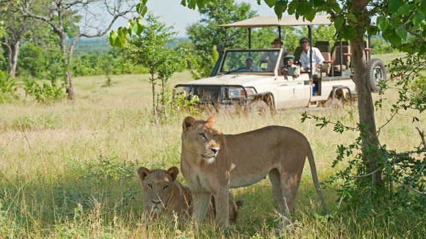 Guests on a game drive watching lions.