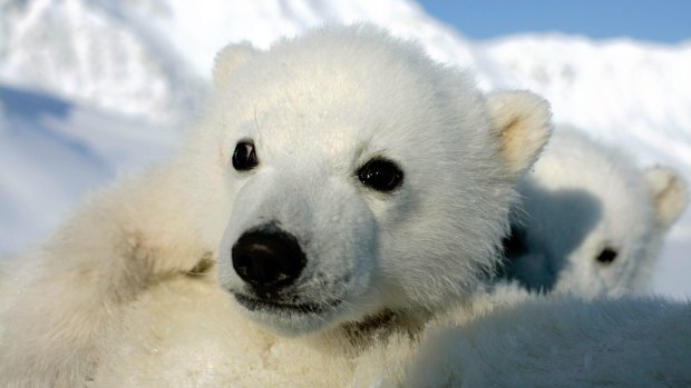Scientists fear compounding problems are making it difficult for polar bears to reproduce.
