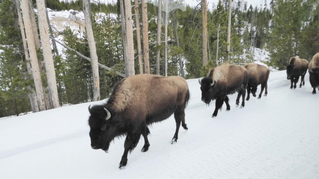 Bison take to the roads in winter.