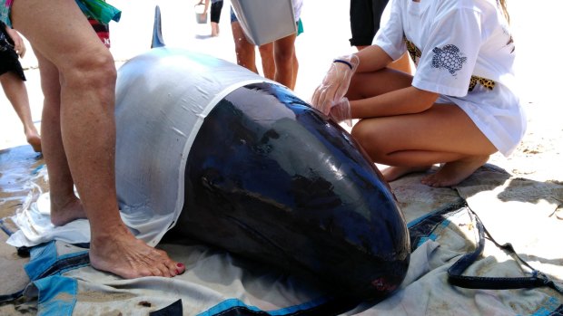 Volunteers assist with the beached whale in Mandurah on Monday. 