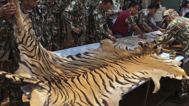 National Parks and Wildlife officers examine the skin of a tiger at the "Tiger Temple".