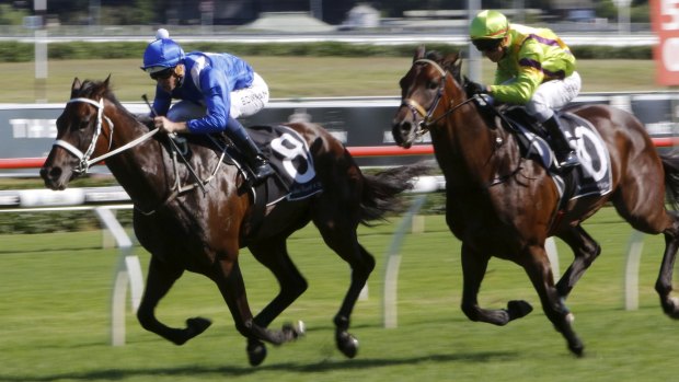 Back for more: Brilliant Winx will be closely watched this afternoon. 