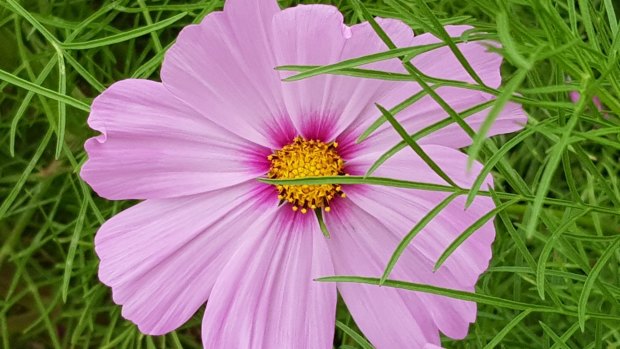 Cosmos bipinnatus, commonly called the garden cosmos or Mexican aster.