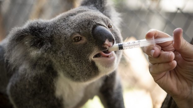 Sue Ashton feeds Lismore Myrtle formula during her recovery. 