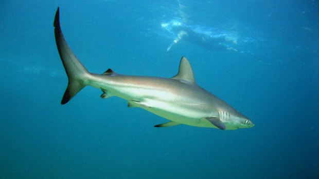 A dusky whaler shark in Sydney Harbour in a file picture.