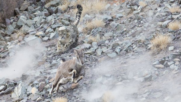 A snow leopard powers in for the kill.