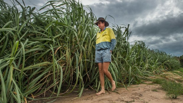 Ayr cane farmer Paul Villis checks his crops ahead of Cyclone Debbie's impact. The cyclone has wrought significant damage to sugarcane crops throughout Queensland. 