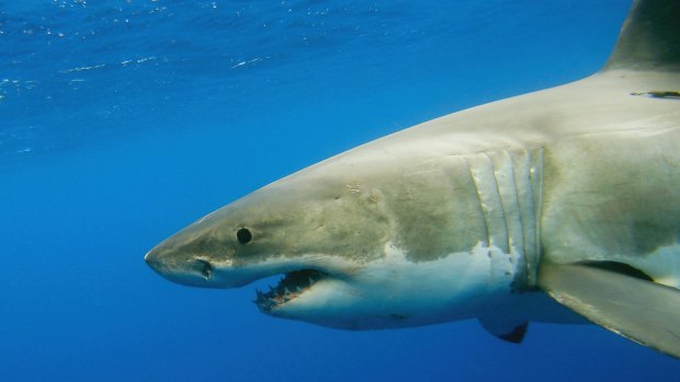 NSW's shark netting program was responsible for 151 sea creature deaths.