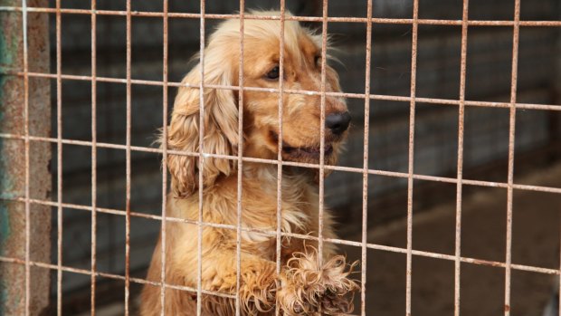Conditions inside puppy farms can be squalid and confined.