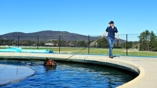Sport: Canberra trainer, Matthew Dale with horse Fell Swoop at Thoroughbred Park. 16th September 2015. Photo by Melissa Adams of The Canberra Times.